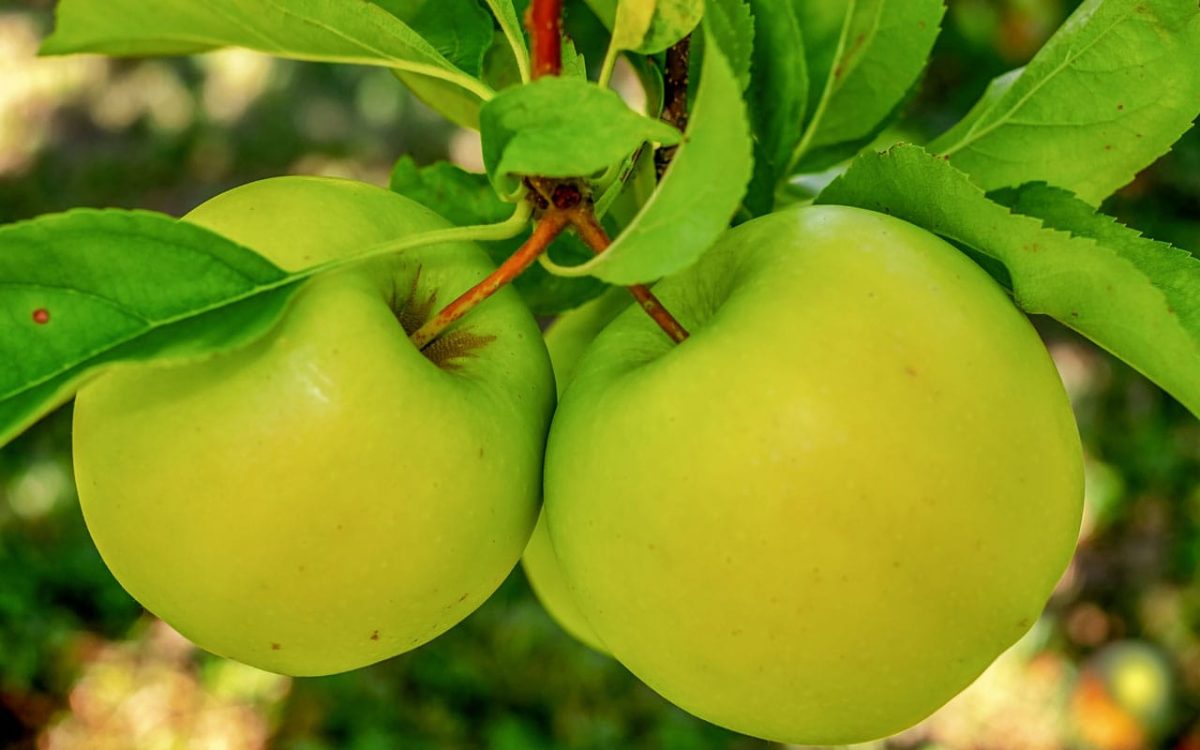 Do you want to grow apple trees?